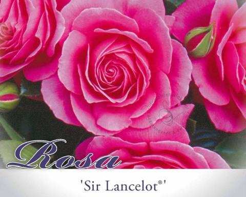 Foto van Trosroos ‘Sir Lancelot’
