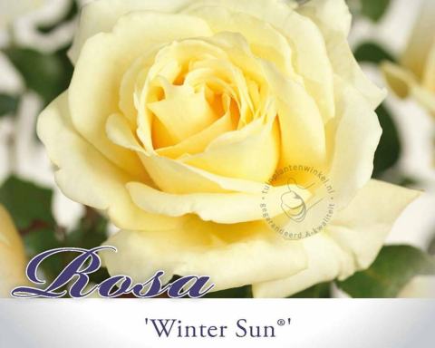 Foto van Grootbloemige roos ‘Winter Sun’