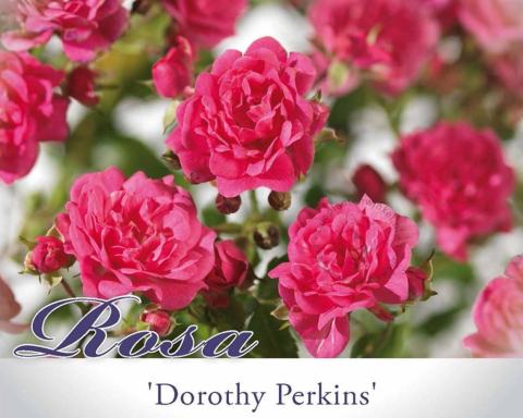 Foto van Ramblerroos ‘Dorothy Perkins’