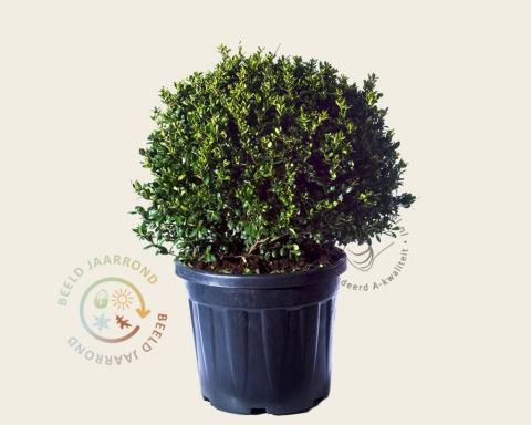 Foto van Japanse hulst ‘Green Lustre’