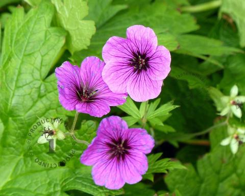 Foto van Ooievaarsbek ‘Pink Penny’