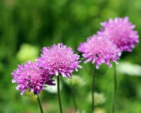 Foto van Duifkruid ‘Pink Mist’