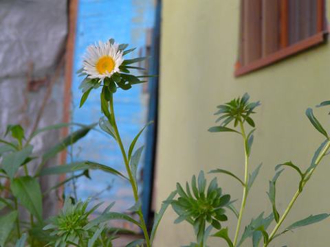 Foto van Chinese aster
