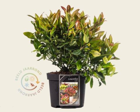 Foto van Leucothoe ‘Zeblid’