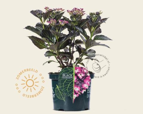 Foto van Hortensia - Teller ‘Dark Angel Purple’