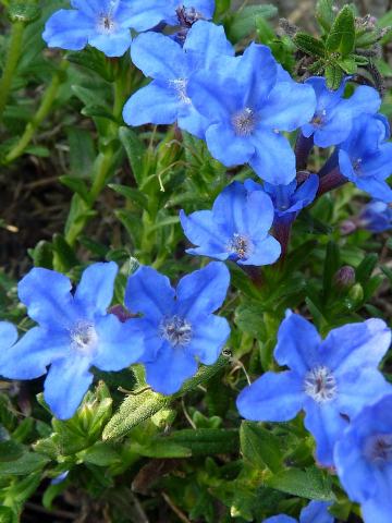 Foto van Parelzaad of steenzaad ‘Heavenly Blue’
