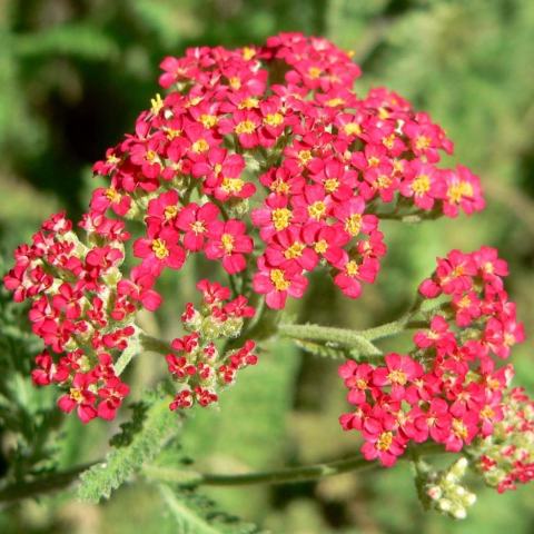 Foto van Achillea 'Pomegranate'