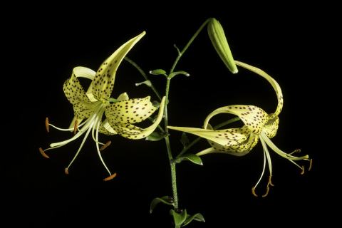 Foto van Lilium 'onb bekend'