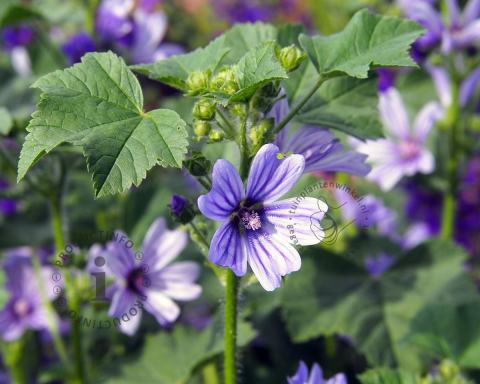 Foto van Kaasjeskruid ‘Primley Blue’