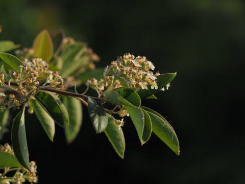 Foto van Grootbladige cotoneaster