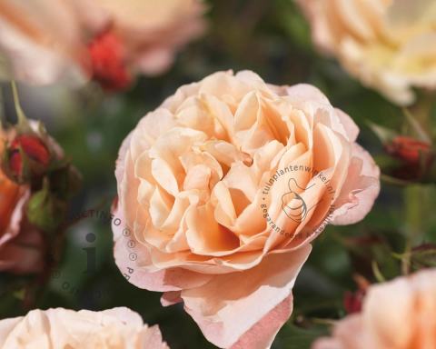 Foto van Grootbloemige trosroos ‘Marie Curie’
