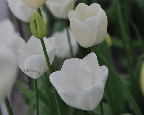 Foto van Tulp ‘Maureen’