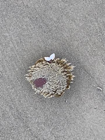 Foto van Zeehart