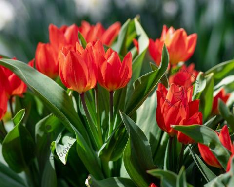 Foto van Tulp ‘Zwanenburg’