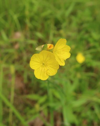 Foto van Dwergteunisbloem