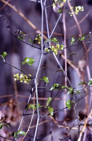 Foto van Schildpaddenschildplant