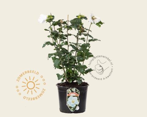 Foto van Altheastruik ‘Totus Albus’