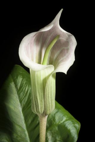 Foto van Witte cobralelie