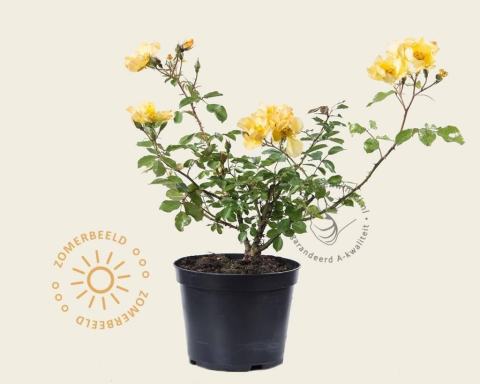 Foto van Heesterroos ‘Yellow Fleurette’