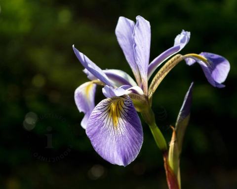 Foto van Iris ‘Gerald Darby’