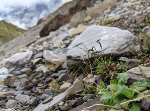 Foto van Alpenscheefkelk