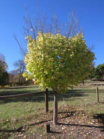 Foto van Ulmus 'Lutescens'