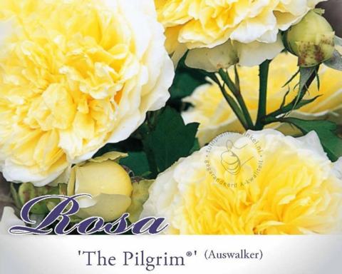 Foto van Grootbloemige trosroos ‘The Pilgrim’