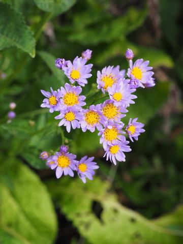 Foto van Purperaster
