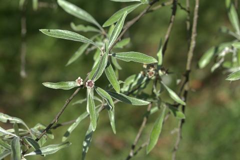 Foto van Pyrus 'Pendula'