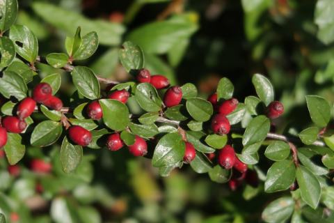 Foto van Kleinbladige cotoneaster