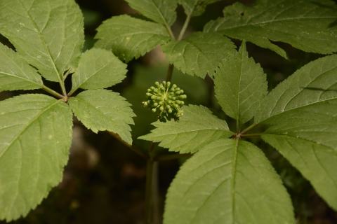 Foto van Amerikaanse ginseng