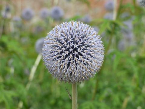 Foto van Blauwe kogeldistel