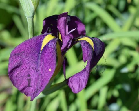 Foto van Japanse iris ‘Variegata’