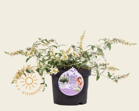 Foto van Vlinderstruik ‘White Chip’