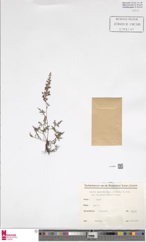 Foto van Rotsspirea