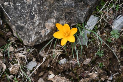 Foto van Bergkrokus