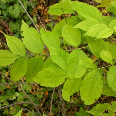 Foto van Fraxinus 'Patmore'