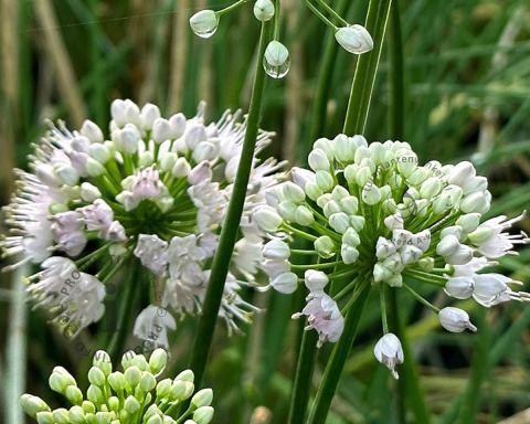 Foto van Sierui ‘Graceful Beauty’