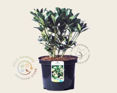 Foto van Skimmia (Vrouwelijk) ‘Kew White’