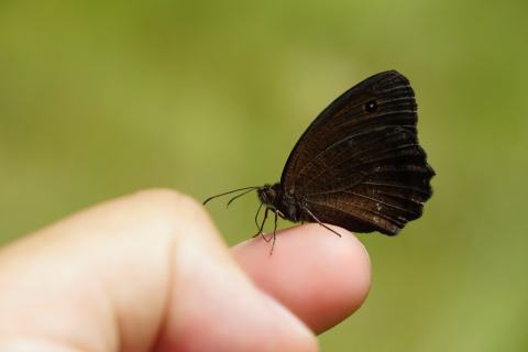 Foto van Dryas 'onbeken'