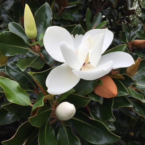 Foto van Magnolia 'Little Gem'