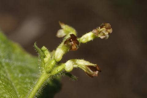 Foto van Vasteplant-kamperfoelie