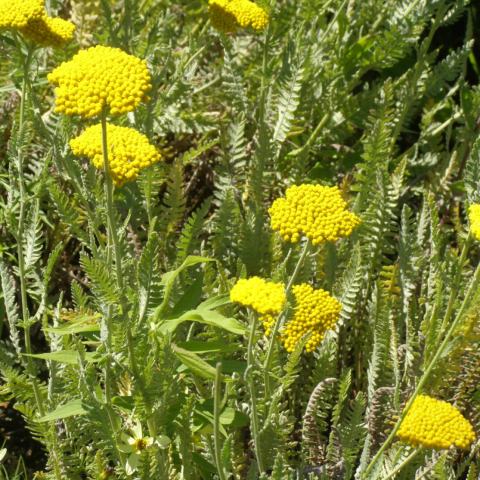 Foto van Achillea 'Schwellenburg'