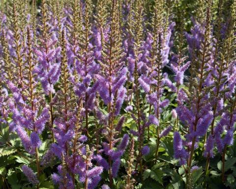 Foto van Pluimspirea ‘Pumila’
