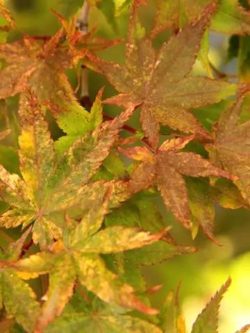 Foto van Acer 'Koshibori Nishiki'