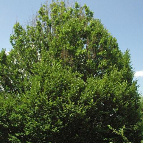 Foto van Carpinus 'Frans Fontaine'