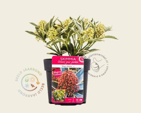 Foto van Skimmia (Mannelijk) ‘Mystic Marlot’