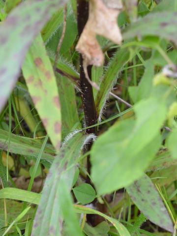 Foto van Wollig vingerhoedskruid