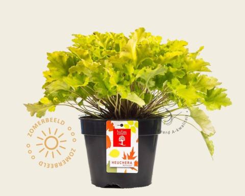 Foto van Purperklokje ‘Lime Marmalade’