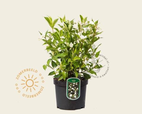 Foto van Weigela ‘Candida’